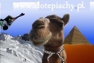 Camel Travel