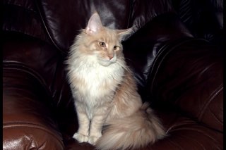 Wawelski Kot * PL - Hodowla kotów Maine Coon i Brytyjskich