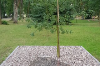 Dąb 25 lecia koła Sybiraków