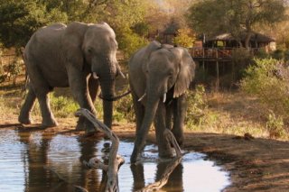 Umlani Bushcamp